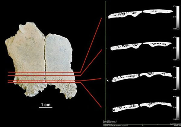 研究表明150万年前的人类并非机会主义肉食者- 化石网