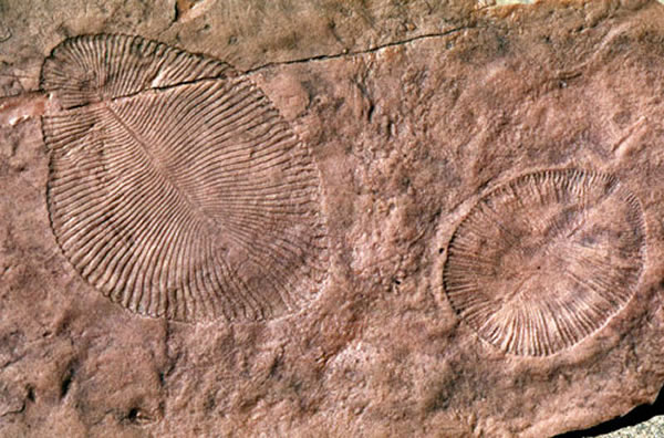 澳洲发现的狄更逊水母化石指示:生命或