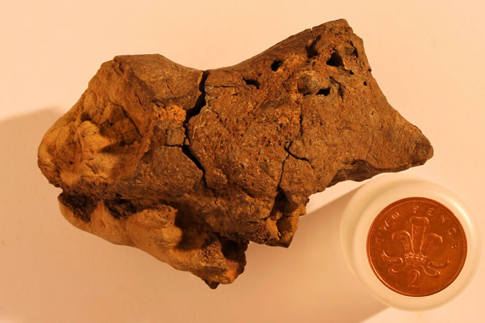 纪早期恐龙头骨软组织化石 - 中国化石网