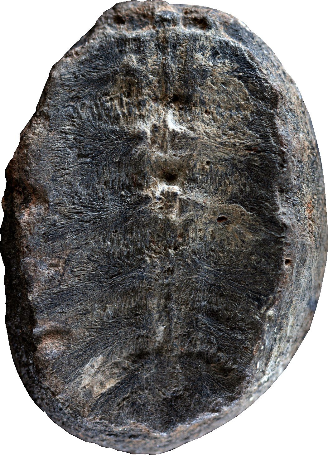事实证明，这个植物化石实际上是一个小海龟化石