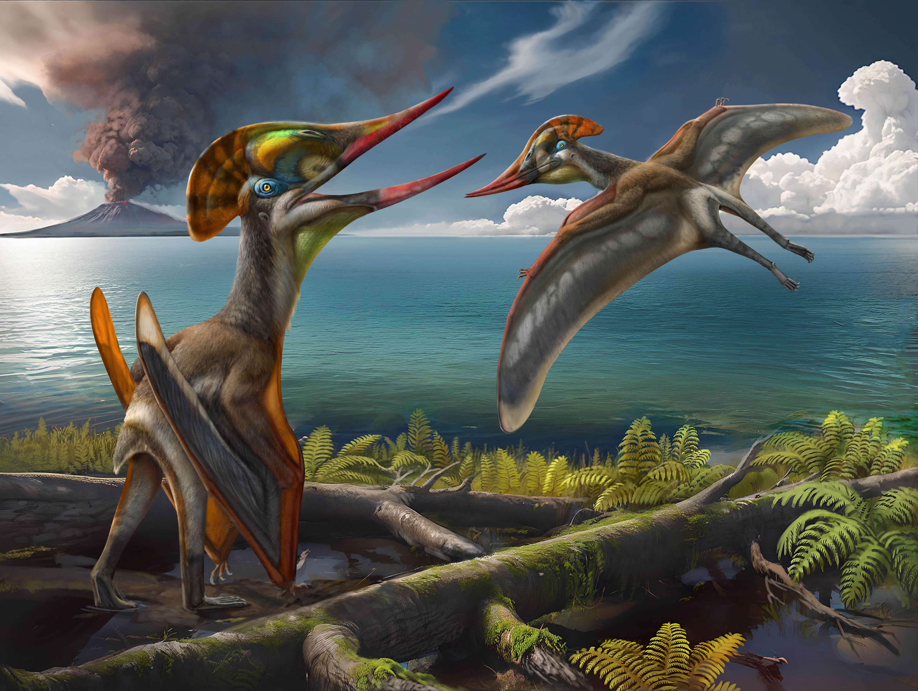 翼龙新种被命名“友好美丽飞龙”以纪念中巴合作- 化石网