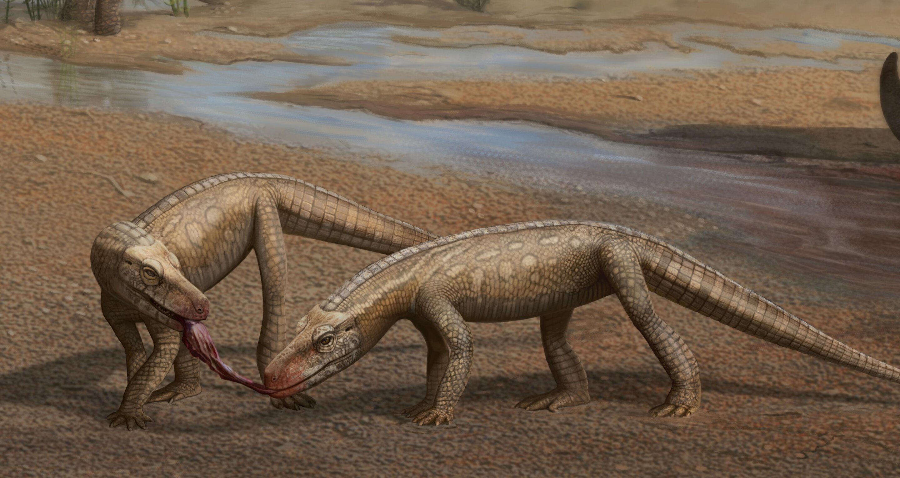 һµʳжParvosuchus aureloi